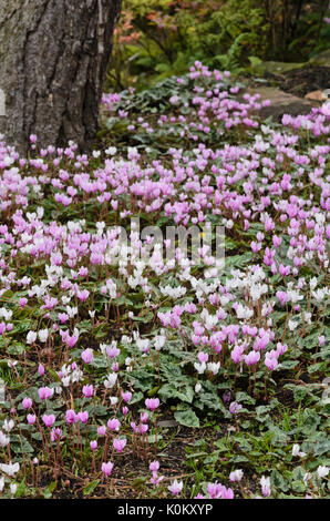 Ivy-leaved cyclamen (Cyclamen hederifolium syn. Cyclamen neapolitanum) Stock Photo