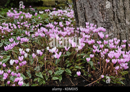 Ivy-leaved cyclamen (Cyclamen hederifolium syn. Cyclamen neapolitanum) Stock Photo