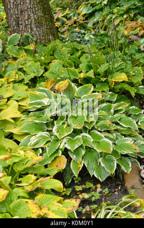 Plantain lily (Hosta) Stock Photo