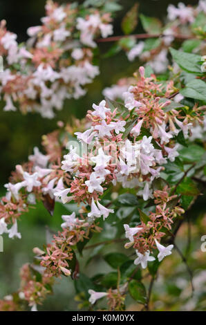 Glossy abelia (Abelia x grandiflora) Stock Photo