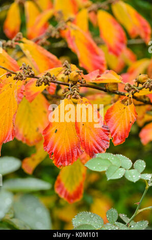 Chinese Witch Hazel (Hamamelis mollis) flowering twig Stock Photo - Alamy