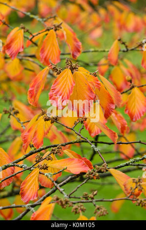 Chinese Witch Hazel (Hamamelis mollis) flowering twig Stock Photo - Alamy