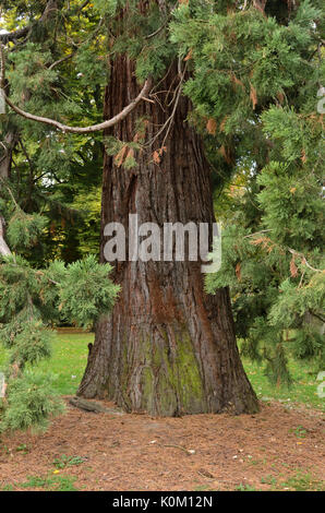 Giant sequoia (Sequoiadendron giganteum) Stock Photo