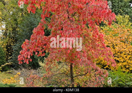 Eastern flowering dogwood (Cornus florida 'Eddie's White Wonder') Stock Photo