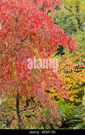 Eastern flowering dogwood (Cornus florida 'Eddie's White Wonder') Stock Photo