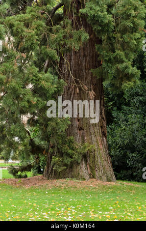 Giant sequoia (Sequoiadendron giganteum) Stock Photo