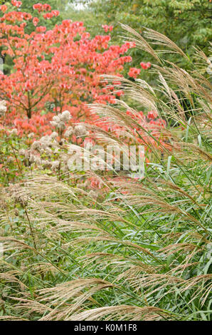 Chinese silver grass (Miscanthus sinensis) Stock Photo