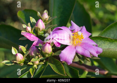 Rose cactus (Pereskia grandifolia) Stock Photo