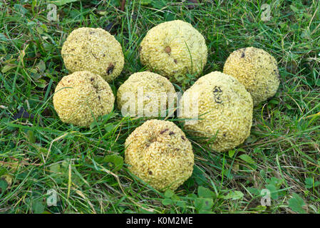 Osage orange (Maclura pomifera) Stock Photo