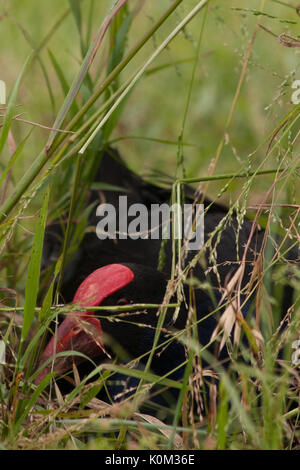 Pukeko (Porphyrio melanotus) Stock Photo