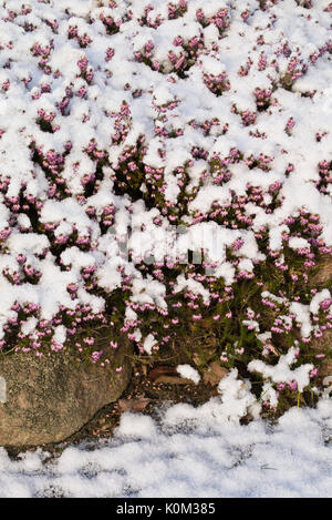 Winter heather (Erica carnea 'Winter Beauty' syn. Erica herbacea 'Winter Beauty') Stock Photo