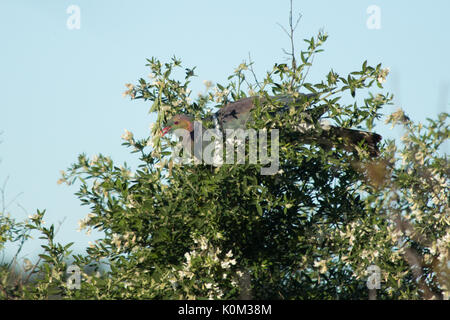 New Zealand pigeon (Hemiphaga novaeseelandiae) Stock Photo