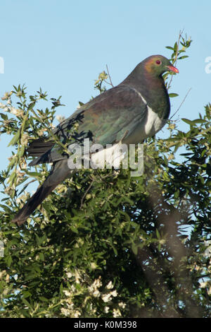 New Zealand pigeon (Hemiphaga novaeseelandiae) Stock Photo