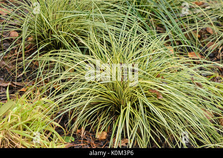 Japanese sedge (Carex oshimensis 'Evergold' syn. Carex hachijoensis 'Evergold') Stock Photo