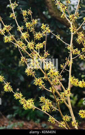Chinese witch hazel (Hamamelis mollis 'Imperialis') Stock Photo