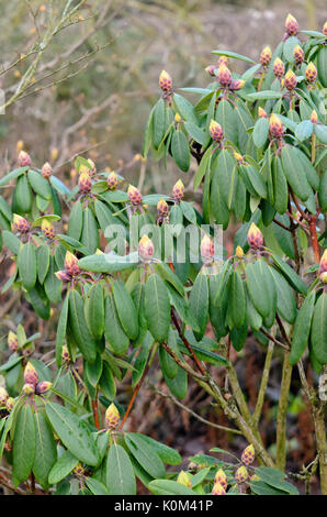 Catawba rhododendron (Rhododendron catawbiense) Stock Photo