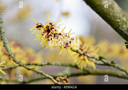 Chinese witch hazel (Hamamelis mollis) Stock Photo
