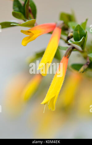 Brazilian fuchsia (Justicia rizzinii syn. Jacobinia pauciflora) Stock Photo