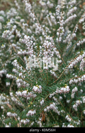 Winter heath (Erica x darleyensis 'Silberschmelze') Stock Photo