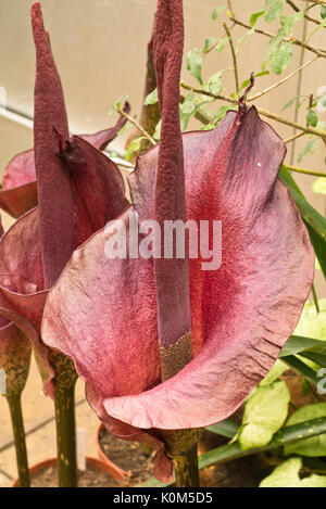 Konjac (Amorphophallus konjac) Stock Photo