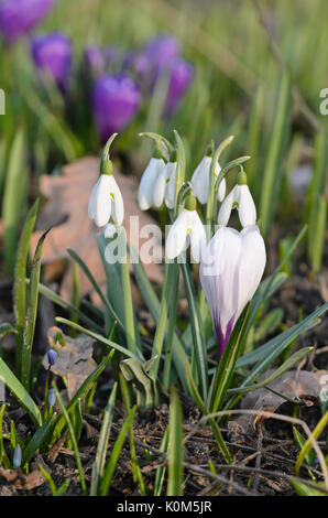 Common snowdrop (Galanthus nivalis) and crocus (Crocus) Stock Photo