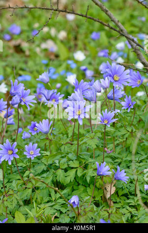 Blue anemone (Anemone apennina) Stock Photo