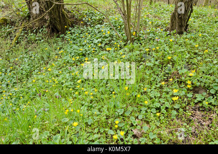 Lesser celandine (Ficaria verna syn. Ranunculus ficaria) Stock Photo