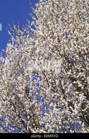 Mirabelle (Prunus domestica subsp. syriaca) Stock Photo
