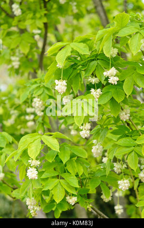 Caucasian bladdernut (Staphylea colchica Stock Photo - Alamy