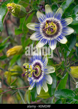 Blue passion flower Passiflora caerulea