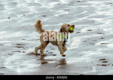 Who let the dogs out! Dogs on the beach exercising, playing, running, jumping and frolicking on beautiful summer's day on one of Devon's finest beach. Stock Photo