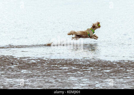 Who let the dogs out! Dogs on the beach exercising, playing, running, jumping and frolicking on beautiful summer's day on one of Devon's finest beach. Stock Photo