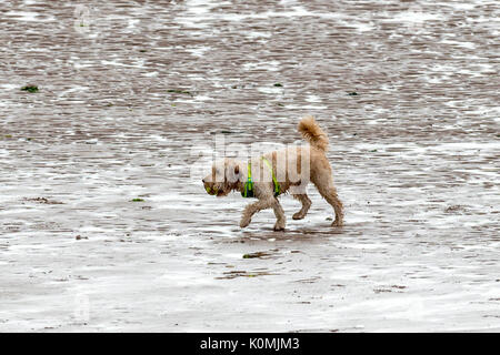 Who let the dogs out! Dogs on the beach exercising, playing, running, jumping and frolicking on beautiful summer's day on one of Devon's finest beach. Stock Photo