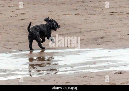 Who let the dogs out! Dogs on the beach exercising, playing, running, jumping and frolicking on beautiful summer's day on one of Devon's finest beach. Stock Photo