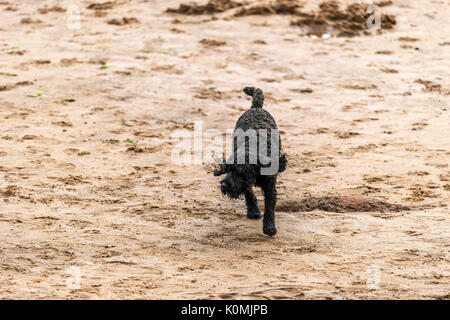 Who let the dogs out! Dogs on the beach exercising, playing, running, jumping and frolicking on beautiful summer's day on one of Devon's finest beach. Stock Photo