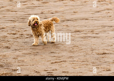 Who let the dogs out! Dogs on the beach exercising, playing, running, jumping and frolicking on beautiful summer's day on one of Devon's finest beach. Stock Photo