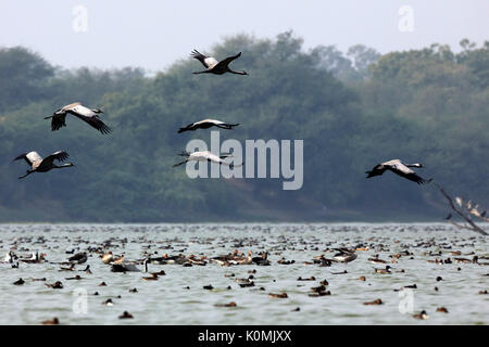 Demoiselle crane thol, Gujarat, India, Asia Stock Photo - Alamy