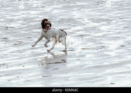 Who let the dogs out! Dogs on the beach exercising, playing, running, jumping and frolicking on beautiful summer's day on one of Devon's finest beach. Stock Photo