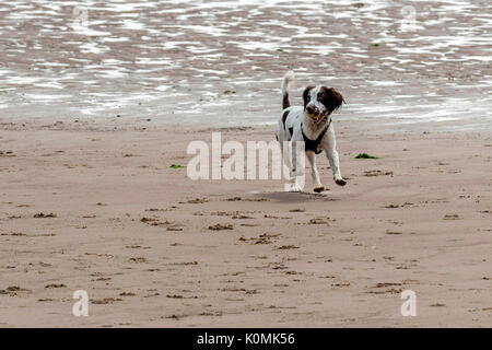 Who let the dogs out! Dogs on the beach exercising, playing, running, jumping and frolicking on beautiful summer's day on one of Devon's finest beach. Stock Photo