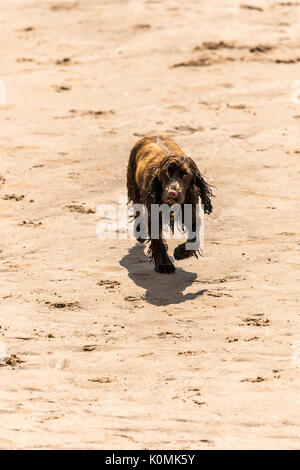 Who let the dogs out! Dogs on the beach exercising, playing, running, jumping and frolicking on beautiful summer's day on one of Devon's finest beach. Stock Photo