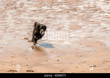 Who let the dogs out! Dogs on the beach exercising, playing, running, jumping and frolicking on beautiful summer's day on one of Devon's finest beach. Stock Photo