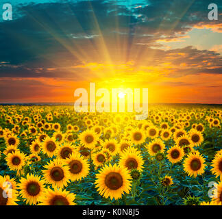 Sunflower fields during sunset. Beautiful composite of a sunrise over a field of golden yellow sunflowers. Stock Photo