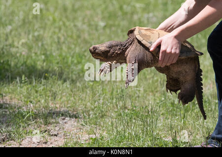 snapping turtle Stock Photo