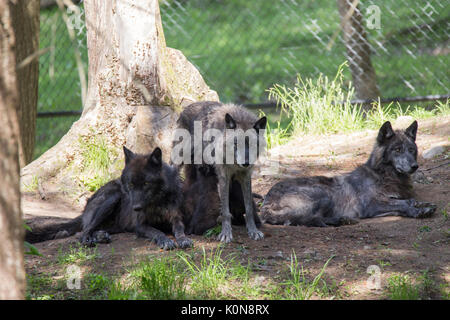 black wolves in summer Stock Photo