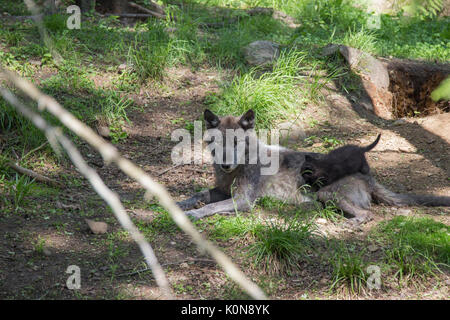 black wolves in summer Stock Photo