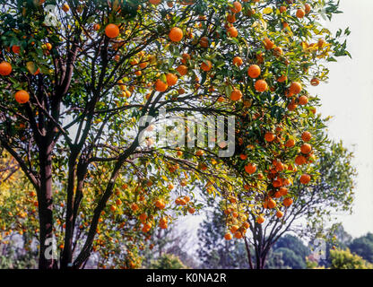 Fruit oranges Palampur himachal pradesh india Asia Stock Photo