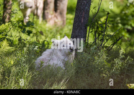 Arctic wolf in summer Stock Photo