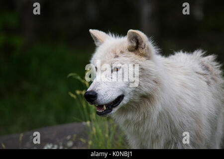 Arctic wolf in summer Stock Photo