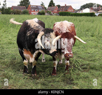 English Longhorn Bull and Cow in an English meadow Stock Photo