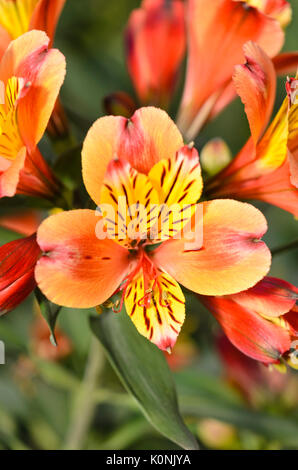 Peruvian lily (Alstroemeria Indian Summer) Stock Photo